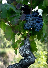 Cep de vigne des Corbi&egrave;res