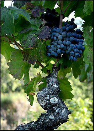 Cep de vigne des Corbi&egrave;res